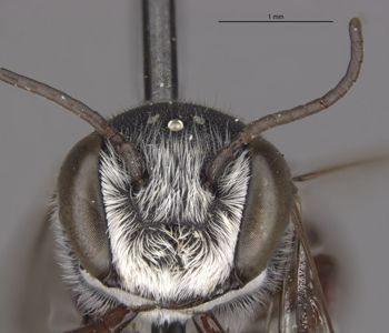 Media type: image;   Entomology 15720 Aspect: head frontal view